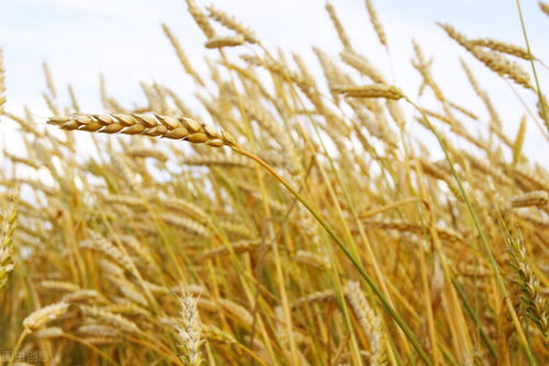 乙草胺喷洒后的“神秘”时间