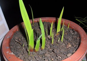 蒜苗花的象征意义