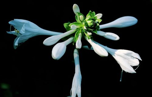 四、花落何时结束？