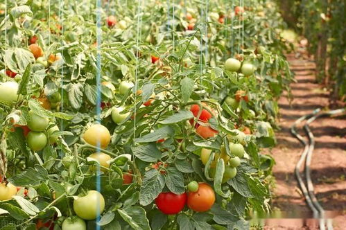 西红柿高效栽培种植技术指南中，如何科学施肥才能提高产量和品质？