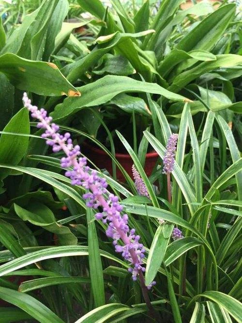 蜘蛛兰：绿意中的舞者