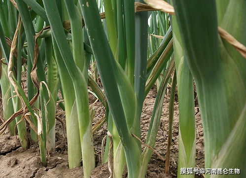 大葱移栽后枯死怎么办？甲霜恶霉灵防治全攻略揭秘