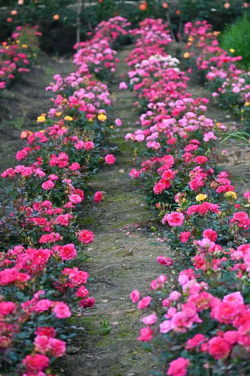 “玫瑰花期调控，如何精准开花