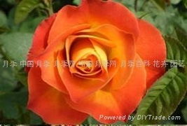 红魔王月季：花开似火， 热情四溢