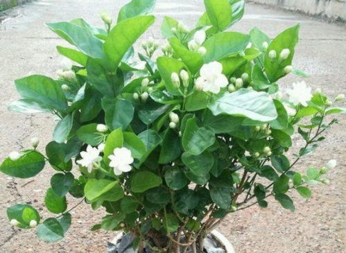 狗牙花蕾为何提前脱落？花中秘密何在