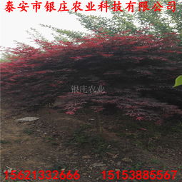 东北枫树种植小贴士：品种选择与种植条件揭秘