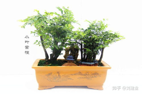 如何救活枯萎盆景？怎么办