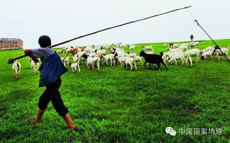 堤上的草，者阝是宝