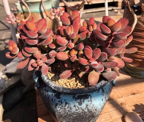 多肉修根后的晾晒时间