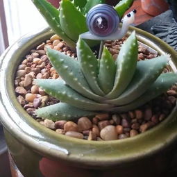 不夜城芦荟的养殖技巧