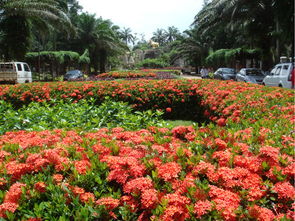 海口气候下的种植之道