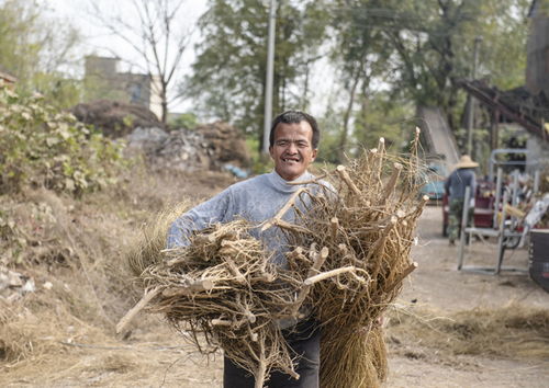 山西运城有个王姐，去年亩产破纪录打到380公斤，用的却是2.8斤种子！她偷偷告诉我秘诀：