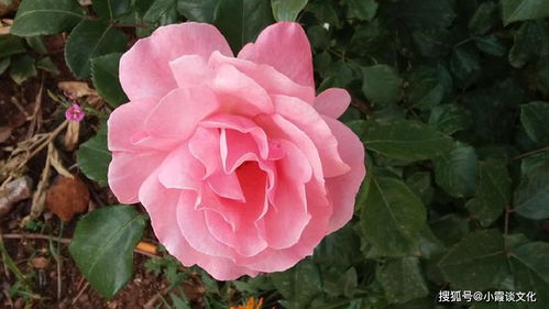 月季花， 花中皇后