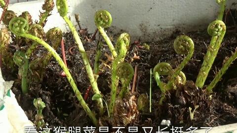 东北花苗耐寒真相：真的嫩耐零下30度低温吗？