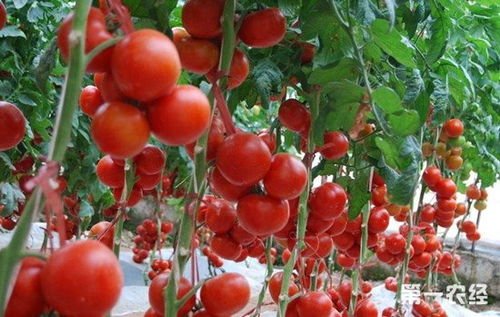 西红柿病害专业治疗与防范