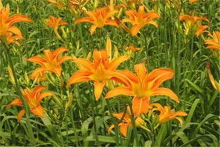 萱草花的栽培与养护：让美丽长久