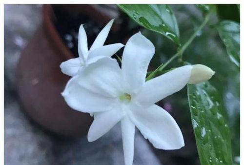 茉莉花如何养护更芬芳？