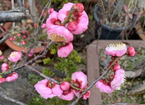 迎春花的南北之分