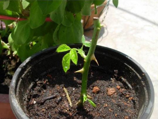 光照与生根，相辅相成