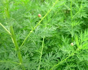 花叶灰尘怎么擦干净？用湿布轻拭