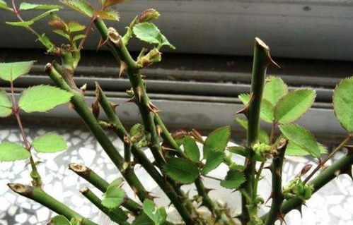 夏天和冬天 扦插要注意