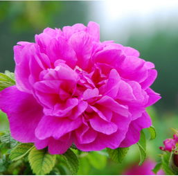 紫玉黛玉月季的花朵之美