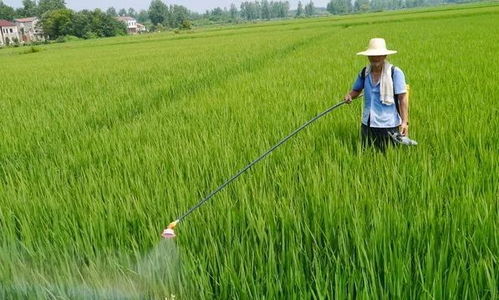 惊人发现：用种量减少46%， 收益反增55%