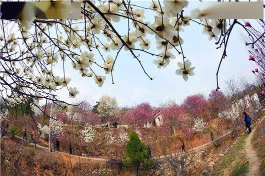 家乡的玉兰树，带给我们什么？