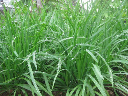 矮麦冬的移栽季节Neng否影响其成长嗯？