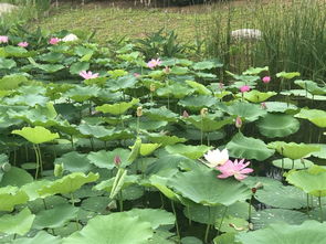 春季桃花盛开，夏季荷花绽放