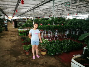 谷里花卉市场：花海的世界， 美丽你的心情