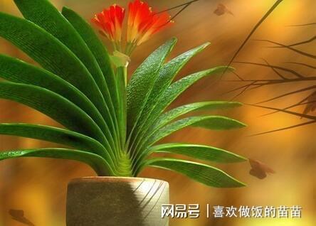 君子兰摆客厅旺不旺财？