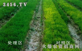 防治水稻恶苗病， 我们要先知道它