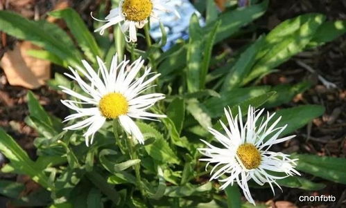 绿色花朵的生存策略