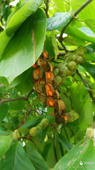 广玉兰果实的奥秘