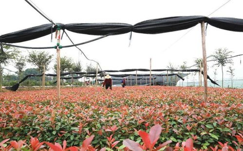 冬季里那些坚韧的“小生命”