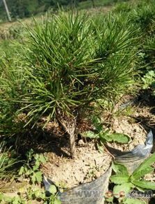 雪松和80公分白皮松的价格大比拼