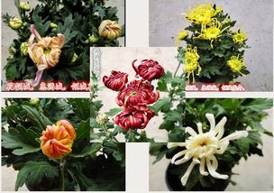 花卉创新团队的努力