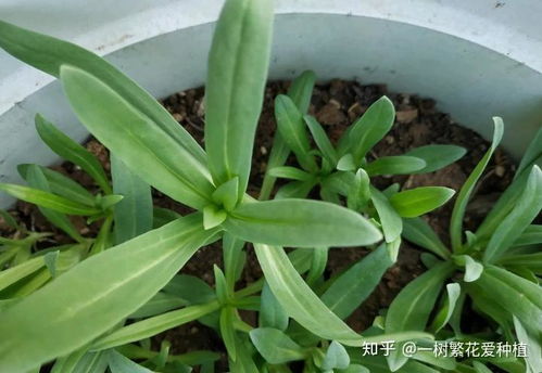 姬小菊冬季室外怎么养？如何确保其安全过冬