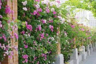 5到9月，蔷薇花开的季节