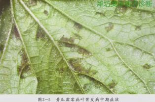 黄瓜霜霉病：低洼地里的麻烦精