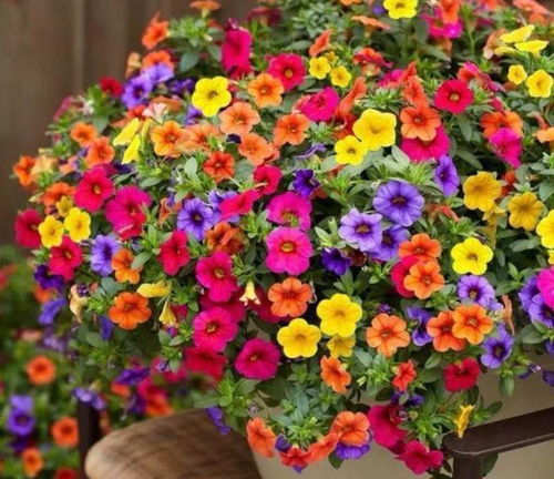 延长花期小技巧