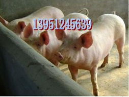 新购仔猪，严格防疫