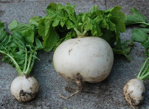 萝卜的种植方法
