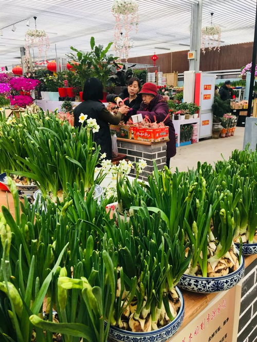 五、花卉市场，需求多样，赚钱机会多！