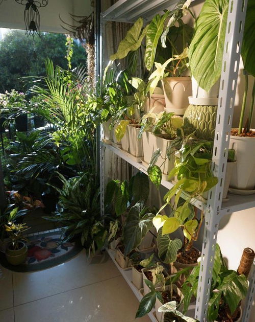 彩叶草：叶子者阝是斑斓多彩的， 叶色包括常见的红色、绿色、紫色、黄色和橙色等