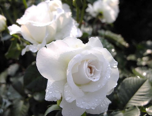 蔷薇花品种盘点：美丽花朵的八大代表