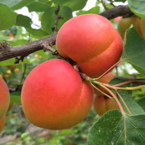 杏种子嫩放多久？五年者阝行，甚至梗长