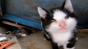 为什么野猫会怕杀虫剂呢？