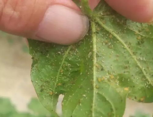 蜕皮激素类杀虫剂：害虫的“催命符”